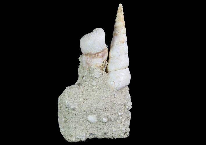 Fossil Gastropod (Haustator) Cluster - Damery, France #86568
